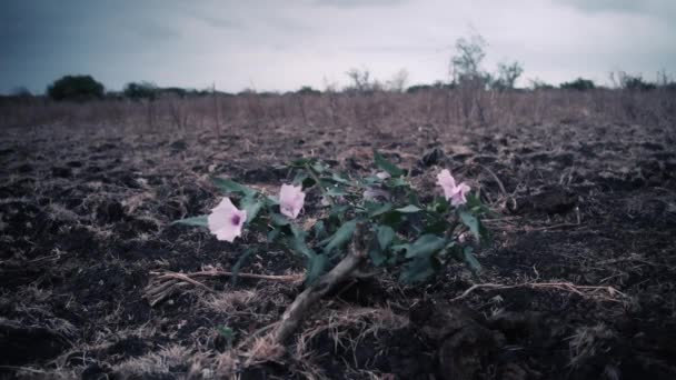 Różowy Kwiat Wieje Wietrze Polu Nikaragui — Wideo stockowe