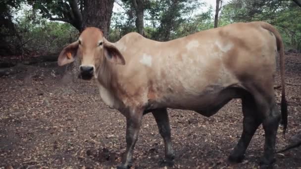 Sideview Beige Cow Eating Forest — Stock Video