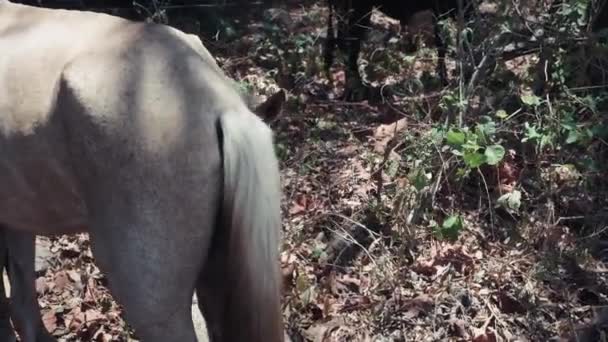 害羞的小马躲在森林里妈妈身后 — 图库视频影像