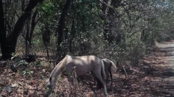 Paarden Grazen Langs Een Onverharde Weg Nicaragua — Stockvideo