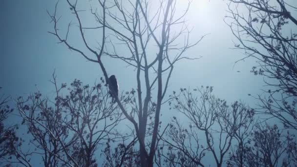 尼加拉瓜奥梅佩的树梢上 一只吼叫的猴子在走动 — 图库视频影像