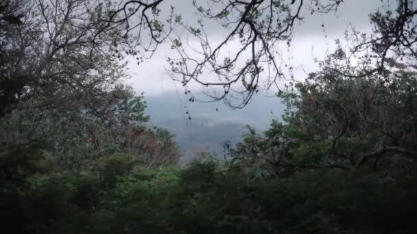 Dívat Přes Vegetaci Svampy Oblasti Nikaragui — Stock video