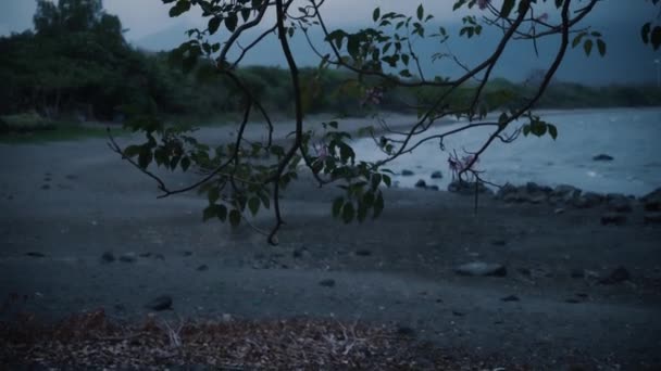 尼加拉瓜海滩上的树枝挂在树上 — 图库视频影像