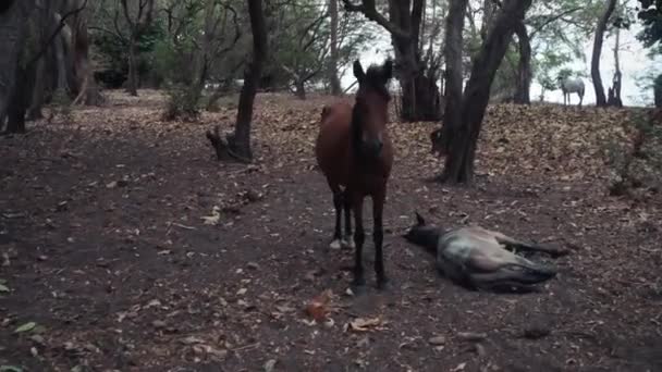 Koń Strzeże Swojego Śpiącego Przyjaciela Lesie Nikaragui — Wideo stockowe