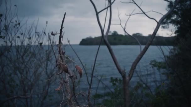 一种死气沉沉的植物 背靠流星的海岸线 — 图库视频影像