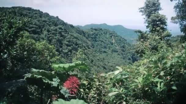 Άποψη Ενός Τροπικού Δάσους Στην Κόστα Ρίκα — Αρχείο Βίντεο