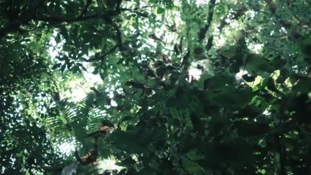 熱帯雨林の木々を見上げ — ストック動画
