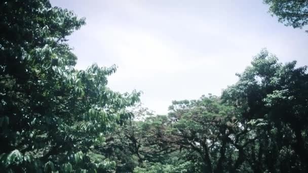 Άποψη Των Κορυφών Των Δέντρων Ένα Τροπικό Δάσος Στην Κόστα — Αρχείο Βίντεο