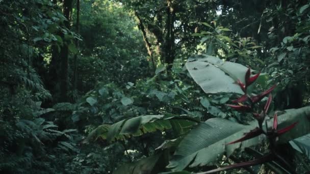 Una Planta Roja Una Selva Tropical Costa Rica — Vídeo de stock
