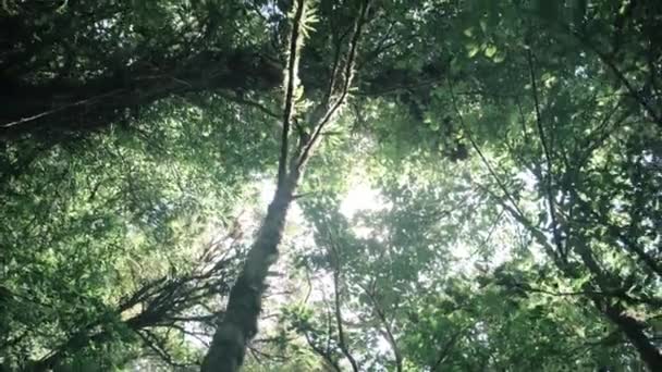 Kijkend Door Boomtoppen Een Regenwoud — Stockvideo