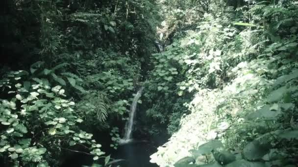 Ένας Μικρός Καταρράκτης Χύνεται Μια Λίμνη Ένα Τροπικό Δάσος — Αρχείο Βίντεο