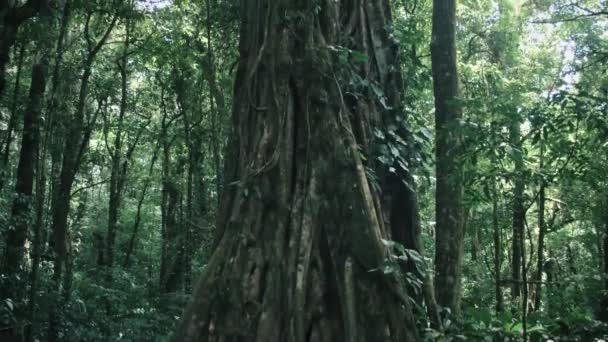 Een Grote Oude Boom Een Regenwoud Costa Rica — Stockvideo