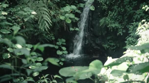 Een Kleine Waterval Morst Een Vijver Een Regenwoud — Stockvideo