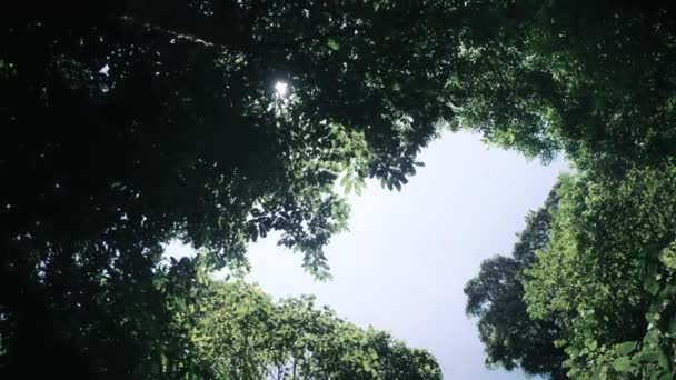 Mirando Través Las Copas Los Árboles Una Selva Tropical — Vídeo de stock