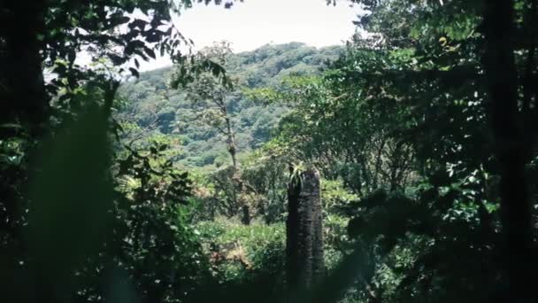 Vista Través Los Árboles Una Selva Tropical Costa Rica — Vídeo de stock