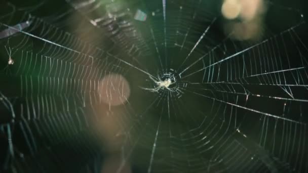 Μια Αράχνη Κάθεται Στη Μέση Του Ιστού Της — Αρχείο Βίντεο