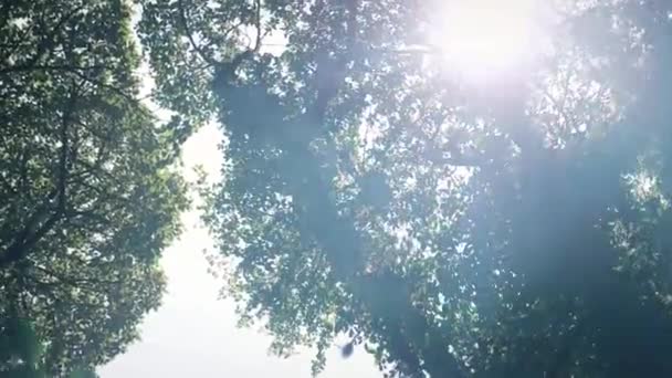 Ağaçların Arasında Yürüyorum Güneşe Bakıyorum — Stok video