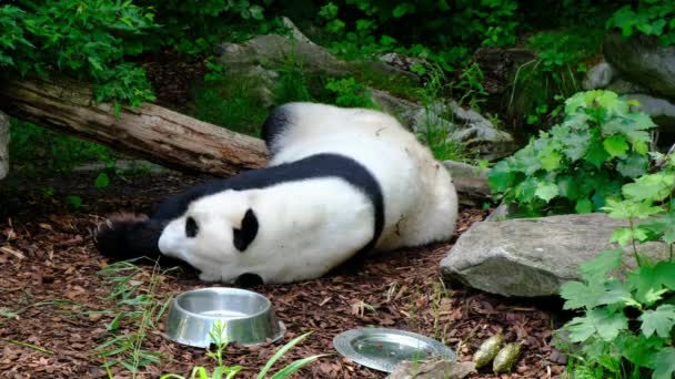 Μια Αστεία Giant Panda Bear Ailuropoda Melanolua Κοιμάται Στο Περίβολο — Αρχείο Βίντεο