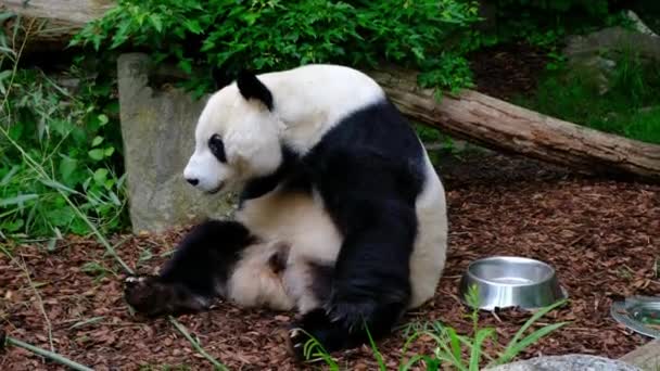 在奥地利的维也纳动物园 Tiergarten Schnbrunn 一只有趣的大熊猫大熊 Ailuropoda Melanoleuca 正在打扮自己 — 图库视频影像