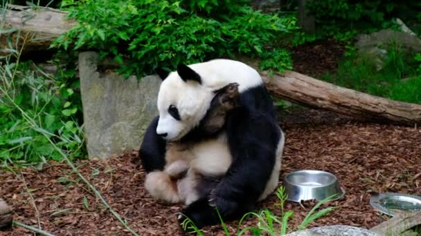 Funny Giant Panda Bear Ailuropoda Melanoleuca Scratching Its Butt Located — стоковое видео