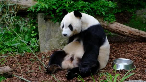 Urso Gigante Panda Engraçado Ailuropoda Melanoleuca Arranhando Localizado Jardim Zoológico — Vídeo de Stock