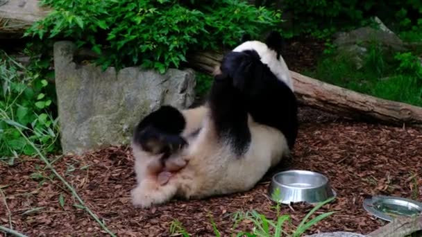 Urso Panda Gigante Ailuropoda Melanoleuca Arranhando Localizado Jardim Zoológico Viena — Vídeo de Stock