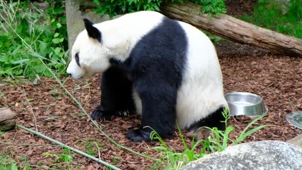 Urso Panda Gigante Ailuropoda Melanoleuca Localizado Zoológico Viena Tiergarten Schnbrunn — Vídeo de Stock