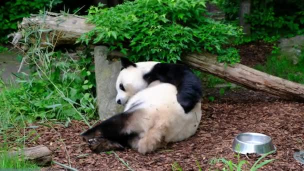 Giant Panda Bear Ailuropoda Melanoleuca Scratching Its Butt Located Vienna — Αρχείο Βίντεο