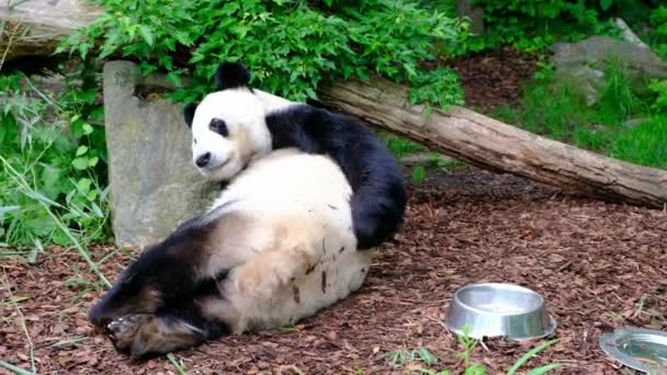 Funny Giant Panda Bear Ailuropoda Melanoleuca Scratching Its Butt Located — 图库视频影像