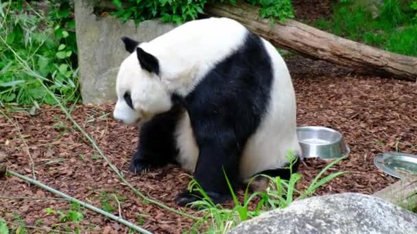 Giant Panda Bear Ailuropoda Melanolua Προετοιμάζεται Βρίσκεται Στο Ζωολογικό Κήπο — Αρχείο Βίντεο