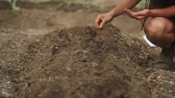 Çiftçi Kadın Sıra Sıra Tohum Ekiyor Peni Yavaş Hareket — Stok video