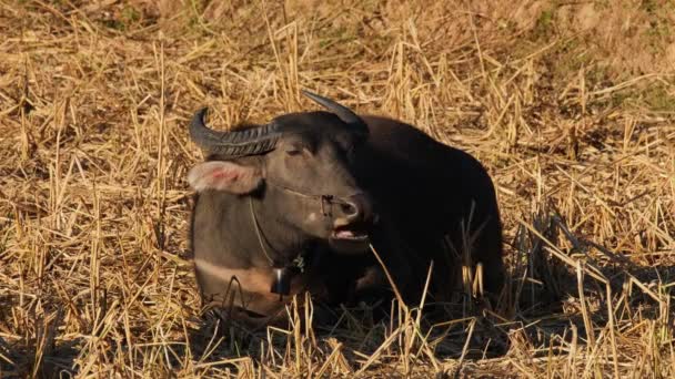 Pihenés Evés Egy Forró Délután Carabaos Legeltetés Water Buffalo Bubalus — Stock videók