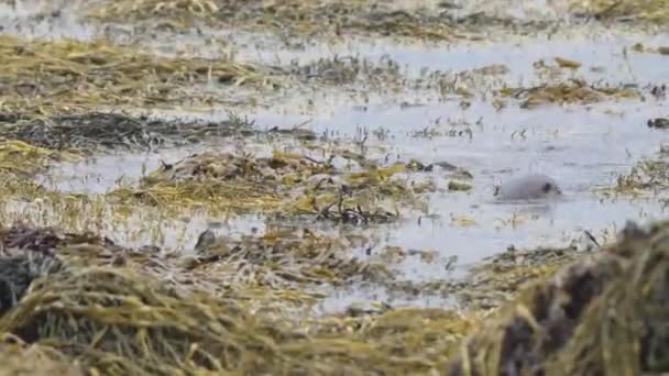 Una Sola Nutria Nadando Agua Rodeada Algas Amarillentas Estático — Vídeo de stock