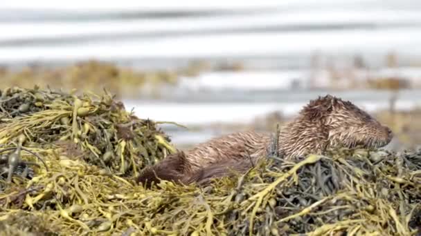 Volwassen Otter Met Welpen Een Nest Kijkend Naar Camera Water — Stockvideo