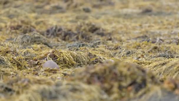 Lontra Bonito Filhotes Correndo Através Terras Pantanosas Gramíneas Ilha Mull — Vídeo de Stock