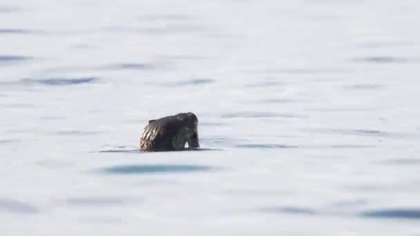 1つのユーラシアカワウソ ダイビング 水の中で魚を食べる 閉じろ — ストック動画
