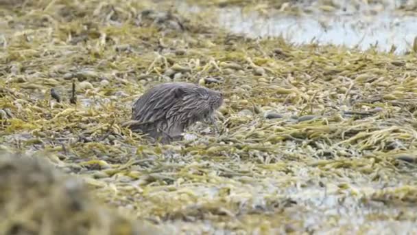 Dicht Bij Een Otter Die Tussen Het Zeewier Plantenresten Eet — Stockvideo