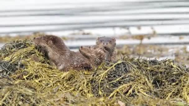 Otter Madre Cachorros Nido Algas Amarillentas Costa Cerca — Vídeo de stock