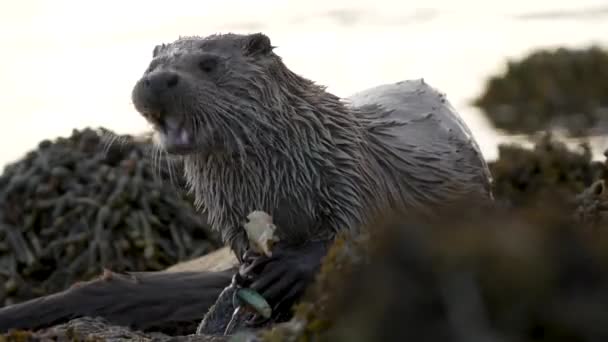 海岸でカニを食べる濡れた毛皮を持つシェトランドカワウソに驚くほど近い — ストック動画