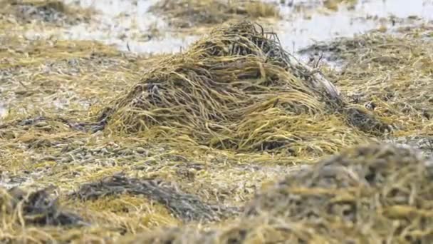 Одинокая Выдра Естественной Среде Обитания Острове Малл Шотландии Холодно Влажно — стоковое видео