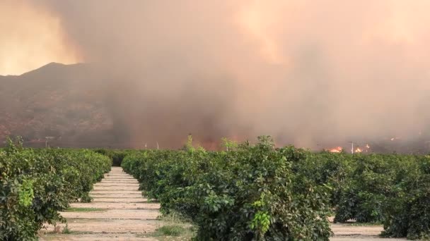 Incendios Forestales Destructivos Fairview Fuego Hemet California — Vídeo de stock
