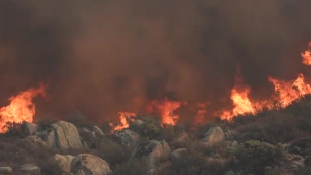 野生の森の火に火と闇の煙を吹く トラッキングショット — ストック動画
