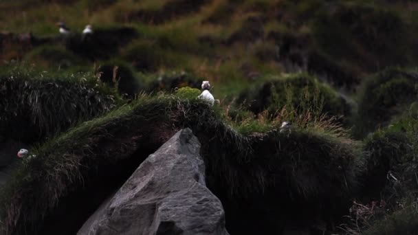 在冰岛的里尼斯法加拉黑沙海滩拍摄的美丽的捕猎照片 — 图库视频影像