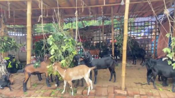 Schwarze Bengalische Ziegen Fressen Blätter Von Aufgehängten Ästen Einem Bauernhof — Stockvideo