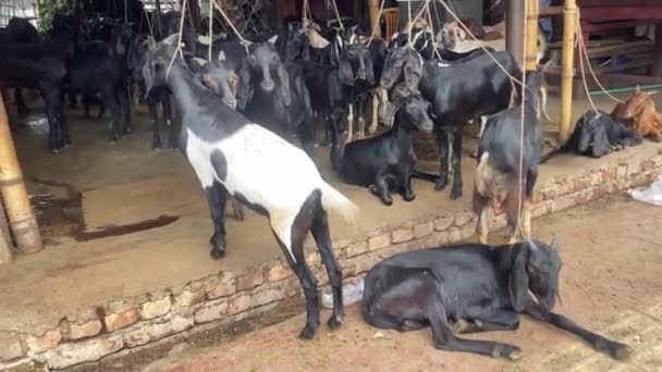 Boucherie Chèvres Attachée Une Corde Poêle Révèle Animal Viande Tué — Video