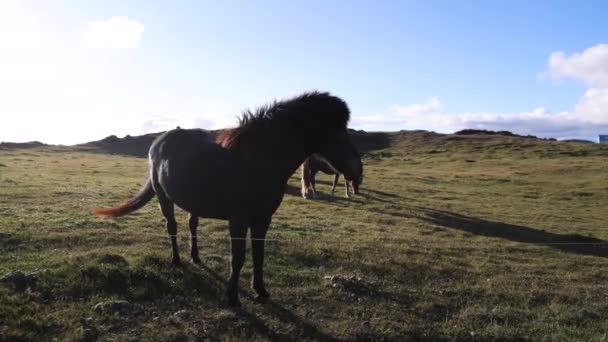 アイスランドの開けた場所に2頭の雄大なアイスランド馬が立っています — ストック動画