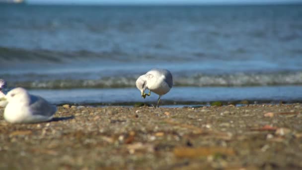 Чайки Сидять Відпочивають Піщаному Пляжі Океанським Фоном — стокове відео