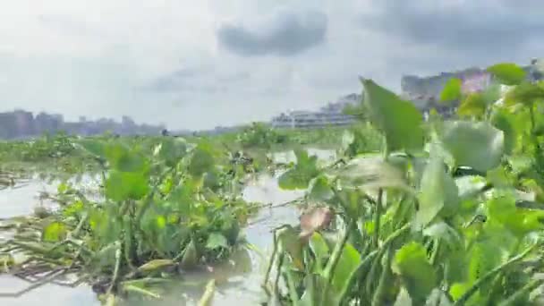 Pov Going Floating Water Hyacinth Buriganga River Ángulo Bajo — Vídeo de stock