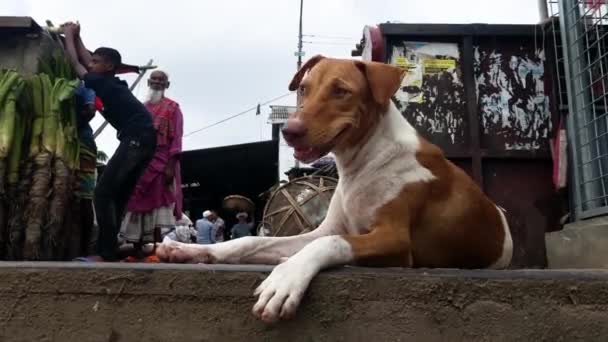 Perro Callejero Sentado Junto Pavimento Con Lugareños Que Caminan Por — Vídeos de Stock