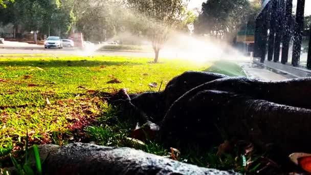 ブラジリアの中心部にある都市の庭に水をやる — ストック動画